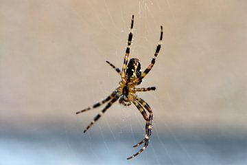 Underside of a spider by Gerard de Zwaan