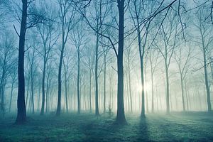 The Forest van Halma Fotografie