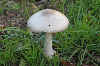 champignon