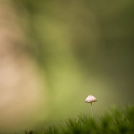 Small mushroom by Geert Symoens