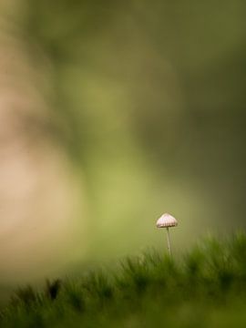 Petit champignon sur Geert Symoens