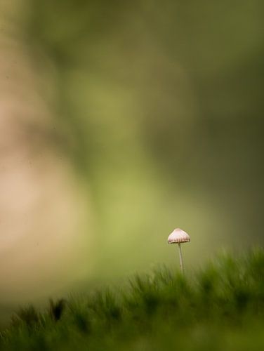 Small mushroom by Geert Symoens