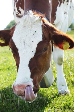 Gefleckte Kuh reinigt ihre Nase mit der Zunge von Besa Art