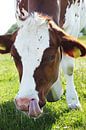 Gevlekte koe maakt haar neus schoon met haar tong van Besa Art thumbnail