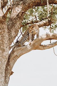 Léopard dans un arbre surveillant le delta de l'Okavango, Botswana