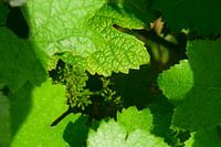 Grape on vine, surrounded by green leaves, in the sun