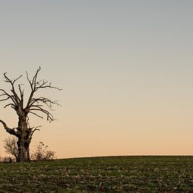 Early Morning von Jack Turner