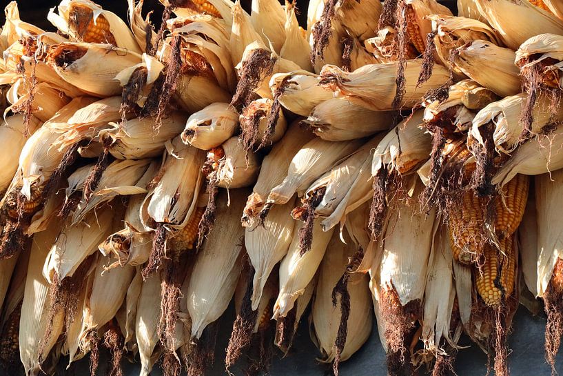 drogende maiskolven Nepal van Marieke Funke