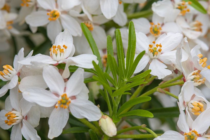 Voyez-moi grandir parmi les fleurs par Jolanda de Jong-Jansen