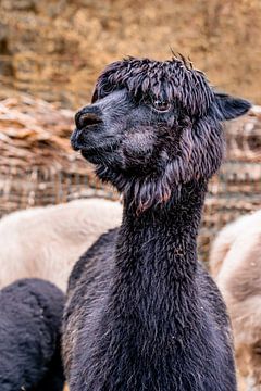 Black alpaca looking into the camera by Dafne Vos