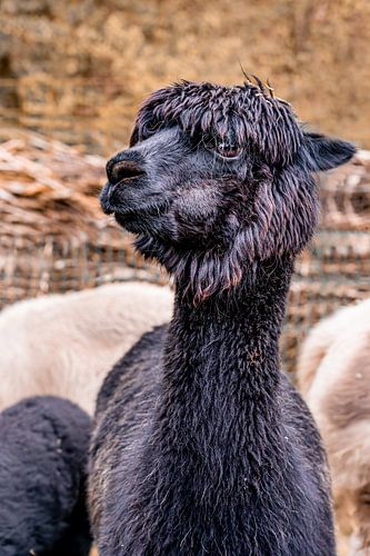 Black alpaca looking into the camera