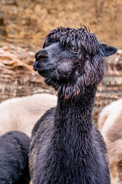 Black alpaca looking into the camera by Dafne Vos