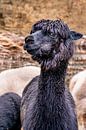 Black alpaca looking into the camera by Dafne Vos thumbnail