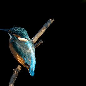 Eisvogel von Wouter Van der Zwan