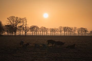 Sonnenaufgang Kühe auf dem Lande von Zwoele Plaatjes