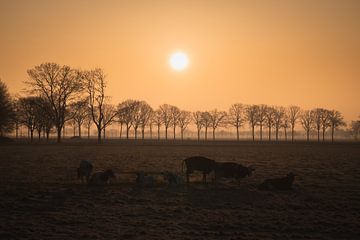 Sunrise Countryside Cows by Zwoele Plaatjes