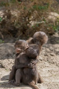 Knuffelende Baby Apen #3 van Selwyn Smeets - SaSmeets Photography