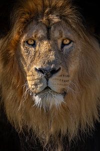 Focus