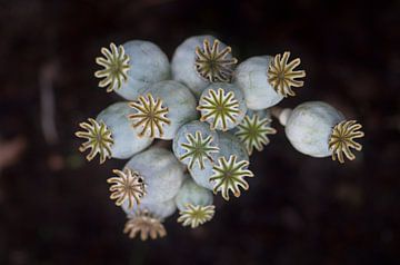 Les gousses de graines du pavot