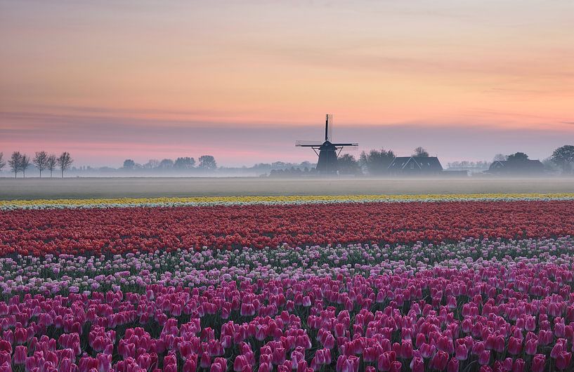 Flowerbulbs in the Beemster by John Leeninga