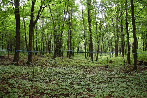 Eine Ahornplantage im Sommer