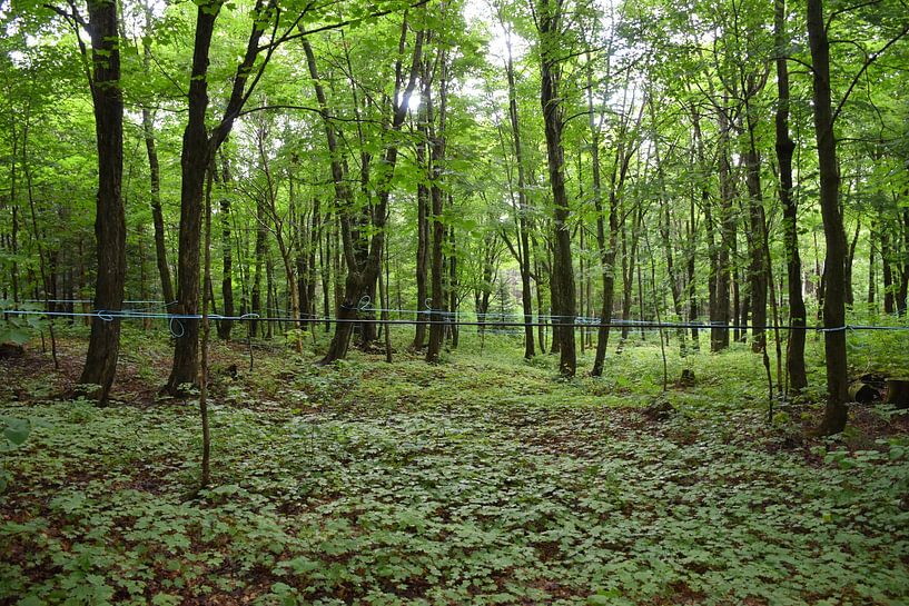 A maple plantation in summer by Claude Laprise