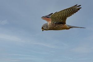 Kestrel in flight