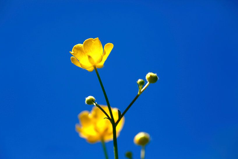 Buttercup by Thomas Jäger