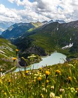 Stuuwmeer op weg naar Grossglockner met bloeiende gele bloemen