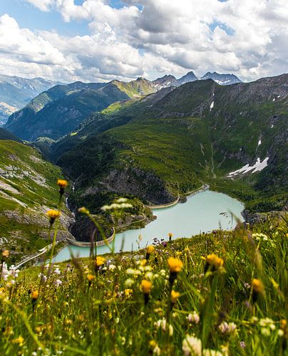 Stuuwmeer on its way to Grossglockner with flowering yellow flowers