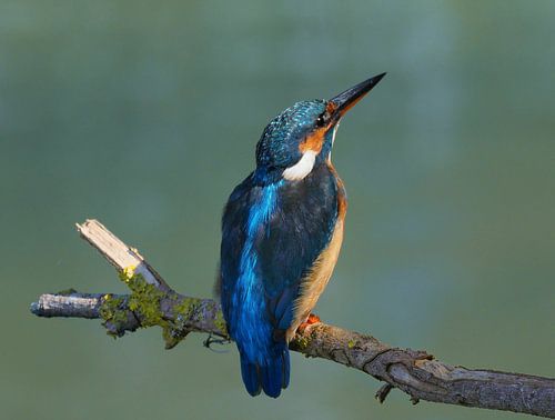 Ein blauer Blitz! Da ist der Eisvogel!