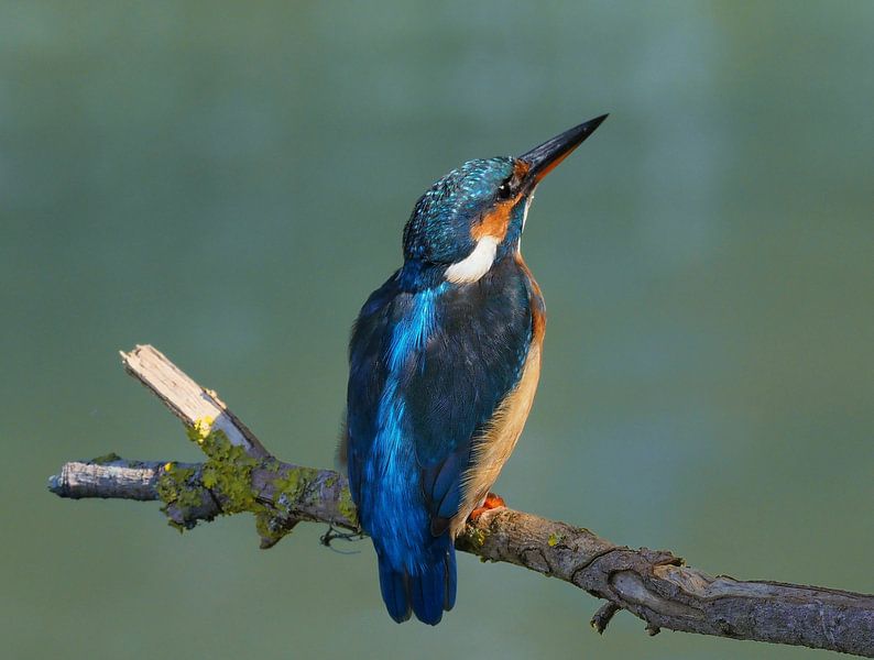 A blue flash! There's the kingfisher! by Marjon Woudboer