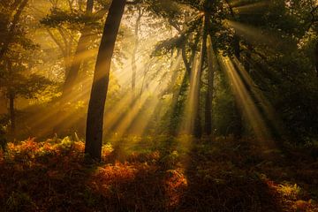 Herbstlicher Wald mit schönem Licht in Norgerholt, Norg, Drenthe von Bas Meelker