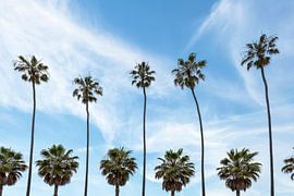 Palm Trees in La Jolla, California by Melanie Viola