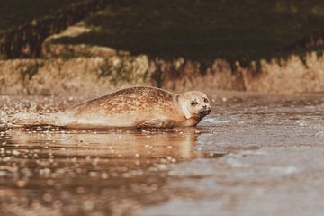 Gewone Zeehond aan het relaxen op het strand van Scheveningen van Anne Zwagers