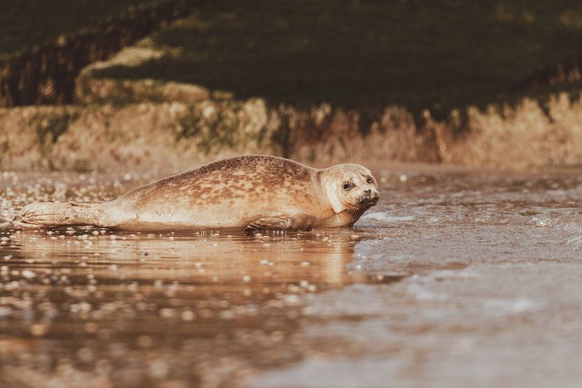 Phoque commun se reposant sur la plage de Scheveningen par Anne Zwagers