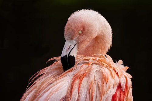 Portrait Flamant du Chili (Elégance en rose) sur Robert Jan Smit