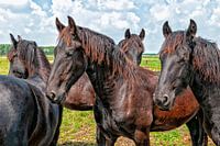 Paarden