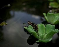Frog on a leaf