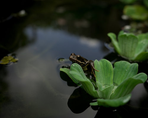 Frog on a leaf