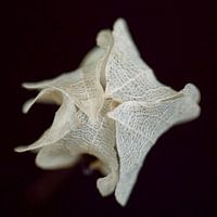 Delicate