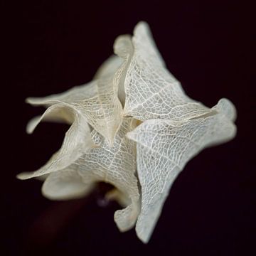 Delicate - Macro photo of a dried bougainvillea by Karin Bakker Fotografie