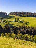 Des vaches dans la Forêt-Noire près de Saint-Pierre