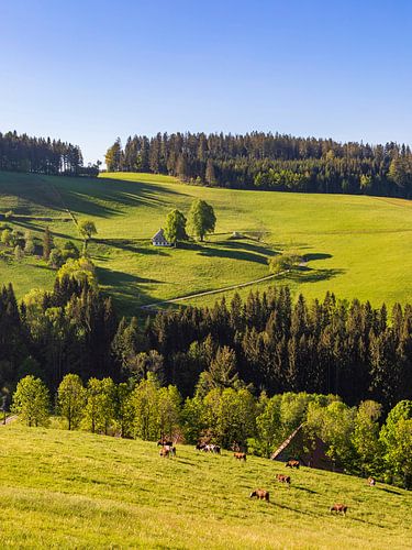 Cows in the Black Forest near St. Peter by Werner Dieterich