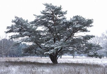 snowy tree