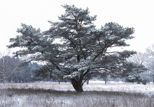 schneebedeckter Baum