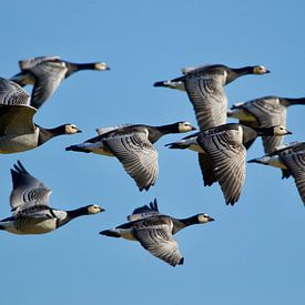 Barnacle geese in full flight by Sven Zoeteman