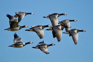 Nonnengänse im Vollflug