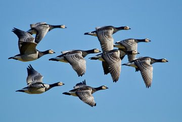 Barnacle geese in full flight