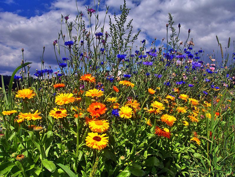 Le pouvoir des fleurs 3 par Edgar Schermaul